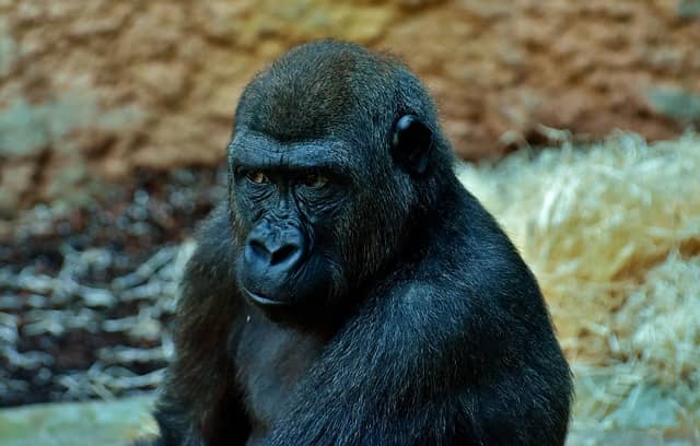 A gorilla with a skeptic look