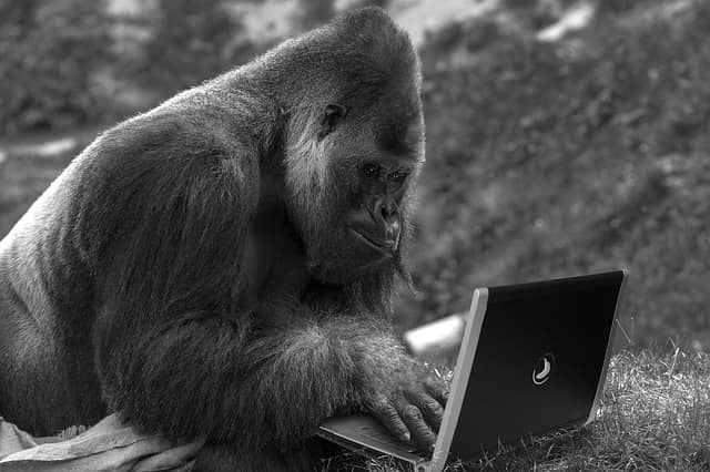 Photo of a monkey typing at a laptop