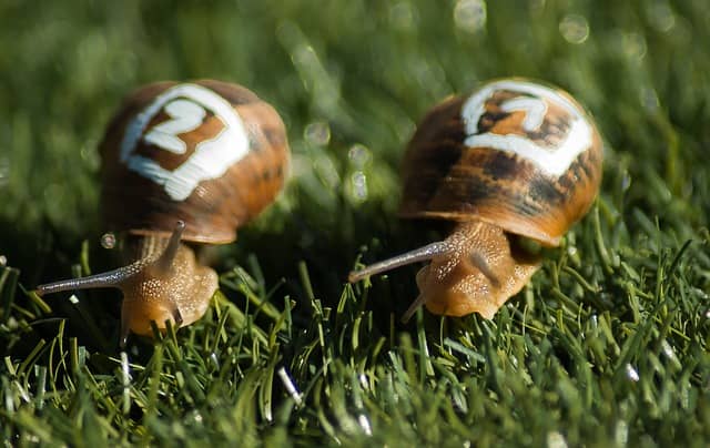 2 snails slogging on side by side. Pair programming can seem excruciatingly slow with a slow build. It's also an opportunity to speed it up!