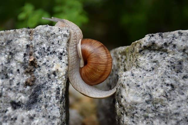 Photo of a snail going over a gap in the rock. Like the snail, Emily Bache's "Technical Agile Coaching with the Samman Method" book fills the technical gap in the agile coaching litterature.