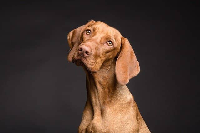 Photograph of a dog with a puzzled look. If you are wondering what the benefits of these 3 questions are: less stress, more enthusiasm, and more lucid thinking.