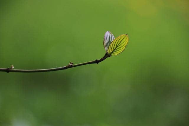 Photo of a small branch sprouting from a tree. Evolutionary design is a lot like gardening or plant tending.