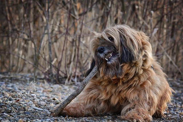 Photo of a dog chewing a stick that is too long for it. One great thing about TCR is that it teaches us what is the size of a change we can do without mistake.