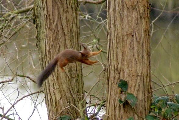 A business A squirrel jumping from one tree to another (source mayamumu.centerblog.net)