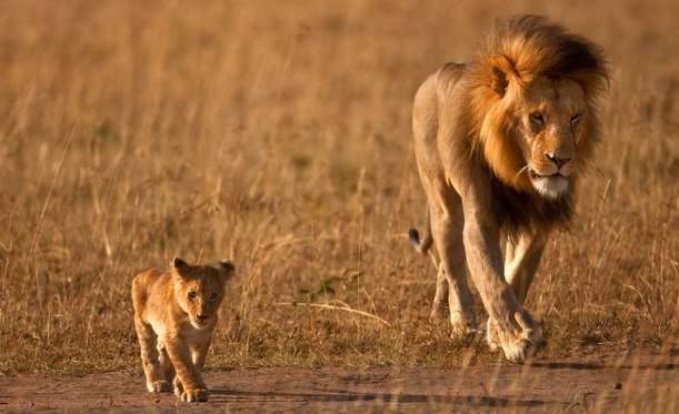 A lion and a lion cub side by side