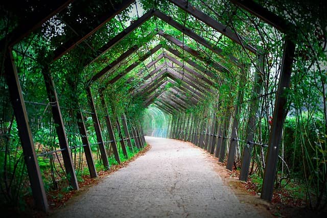 A photo of a path enclosed in vegetation. As coaches we can build on this first workshop to make sure change happens.