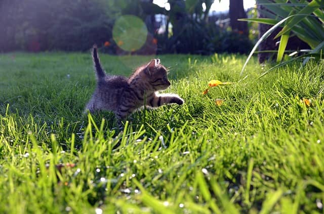 Photo of a kitten taking a small step in the grass.